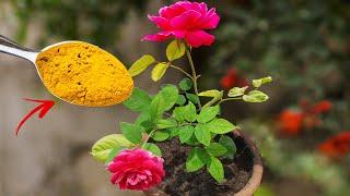 TOP 5 ROSE GARDENING SECRET TIPS  |  Best Fertilizer For Rose Plant & Care Tips