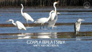 Czapla biała i siwa - żerowanie na stawach rybnych | White and grey heron