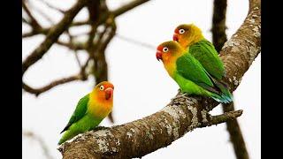 Lovebird| Birds of Paradise| Exotic Birds| National Geographic| Birds for kids| Nature| Parrot