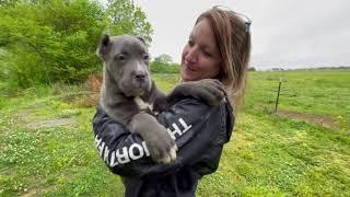 Traditional Cane Corso Puppy goes home