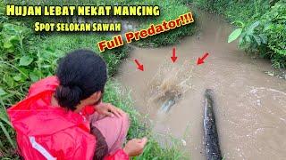 Nekad mancing saat hujan lebat ternyata banyak sekali predatornya gais!!!