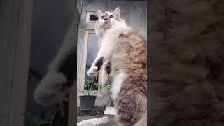 kucing masih tingting ini viral di tiktok 