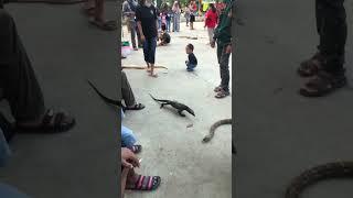 Kumpul"iguana