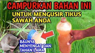 BuktikanCara mengusir Hama tikus di sawah Dengan Mudah