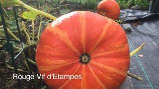 October: Pumpkin harvest before frost