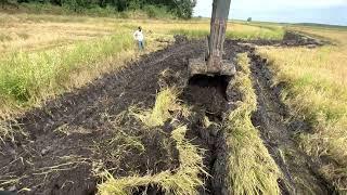 PASSEI NO MEIO DA PLANTAÇÃO DE ARROZ,Fazendo vala pra drenagem. Escavadeira Hidráulica