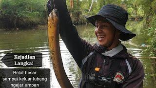 Mancing belut besar yang lapar, tarikannya bikin jari tangan memar