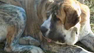 Spanish Mastiff Xanto and Kangal