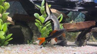 5 1/2 inch Rainbow Shark Attacks 10 inch Bala Shark