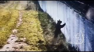 Медведь пытается перелезть через забор из колючей проволоки на границе Литвы и Беларуси.