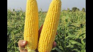 Сахарная кукуруза: две ошибки  за сезон. Третья в описании.