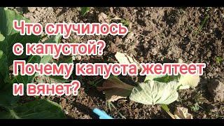 Что случилось с капустой? Листья внезапно вянут и опадают? Что за болезнь и как с ней бороться?