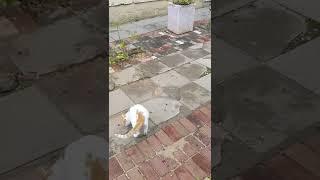 Коты Мяукают и кушают  Funny nice cats meowing Meow & eating Gatos graciosos engraçados Kucing lucu