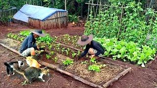 FULL VIDEO berkebun di gunung, menanam, panen saat musim hujan