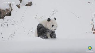 Smithsonian National Zoo releases video of pandas playing in yesterday's snow storm