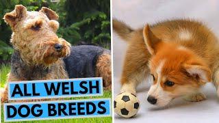 All Welsh Dog Breeds List