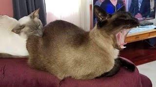  Funniest Cats and Dogs Videos  ||  Hilarious Animal Compilation №301