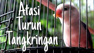 Cara Mengatasi Lovebird Turun Ke Bawah Saat Lomba