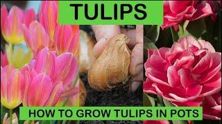 TULIPS - HOW TO GROW TULIPS IN POTS & VARIETY GUIDE