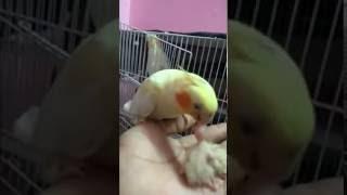 Hand Feeding Cockatiel Bird