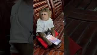 unbelievable! cutis use phone call mom#cutis #monkey #babymonkey #cutisfamily