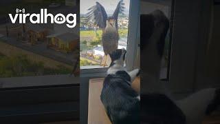 Crested Caracaras Can't Reach Chill Cat || ViralHog