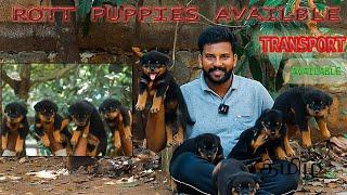Rottweiler puppy Special Guiding Caring | DOGS FOR SALES | Puppy sales 6381065327