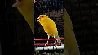 burung kenari gacor #burungkicau #kicauburung #burung #kicau #canary #birdsinging #canario #birdsong