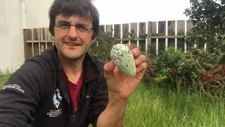 Guillemot Eggs (National Park Garden Ranger)/Wyau gwylogod (Gwasanaeth Gerddi y Parc Cenedlaethol)