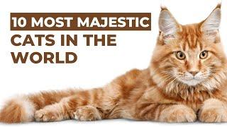 The 10 Most Majestic Cat Breeds In The World | Daily Top 10