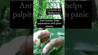 Benefits of Motherwort (Leonurus) #shorts