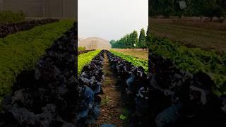 Lettuce farming #agriculture #lettuce #vegetables #gardening #farming #horticulture #trendingshorts