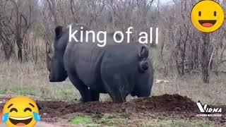 animals farting weak to king of all