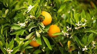 How Citrus Fruit is Grown in California?