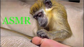 ASMR Feet Grooming Relaxing Monkey Sleep