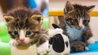 Kitten to Cat - Cute Compilation - part 1