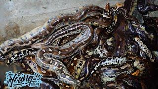 Extreme Food Cooking Hundreds of Kg Snake PYTHON | Extreme Kalimantan