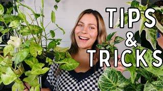 Syngonium Plant Care Tips & Tricks! | Syngonium Houseplant Care Arrowhead Plant