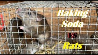 Baking Soda vs Rats - Part 2 - 6 Month UPDATE! #ratcontrol #farmlife