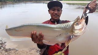 AKHIRNYA BABON LAIS TEMBIRING TERANGKAT JUGA || PESTA STRIKE IKAN LAIS TEMBIRING / SENGARAT