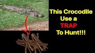 This Crocodile Use A Trap To Hunt Animals | Hunting Skills Of Crocodiles #crocodile #hunting #prey