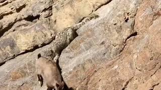 Tragic Encounter: Snow Leopard Hunts Mountain Goat on Cliff