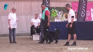 Qualification - Gonzalo Figueroa Counago + Tending Courage/Border Collie - Italy