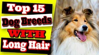 Top 15 Big Dog Breeds With Long Hair - Beautiful Hairy Dogs 