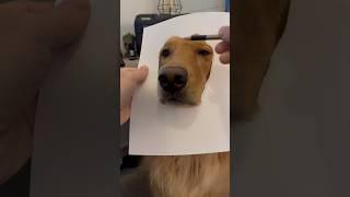 The most realistic dog drawing ever! #dogs #goldenretriever