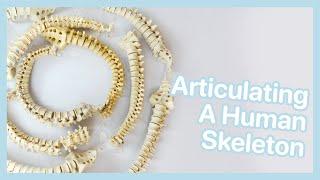 Articulating a Human Spine