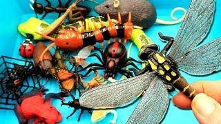 Bset Insect Toys. learn insect names for kids. RC snake spider frog larva centipede