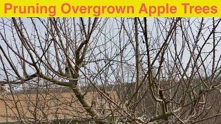 Pruning Overgrown Apple Trees