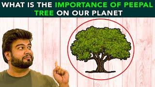 What Is The Importance Of Peepal Tree On Our Planet | Anuj Ramatri - An EcoFreak