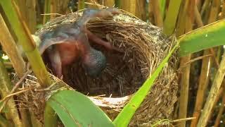 Cuckoo chick pushing out other eggs in the nest